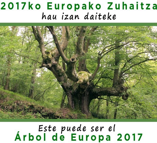 haya, árbol de europa 2017