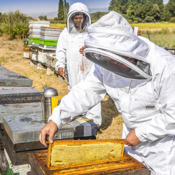 Giez Berri productores de miel de Gipuzkoa